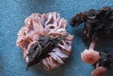 Laccaria tortilis image