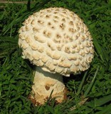 Amanita foetidissima image