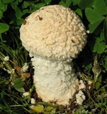 Amanita foetidissima image