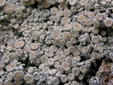 Ochrolechia upsaliensis image