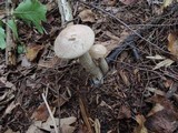 Leccinum holopus image
