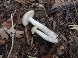Leccinum holopus image