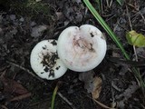 Lactarius controversus image