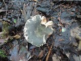 Russula redolens image