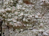 Pertusaria subambigens image
