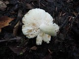 Russula redolens image