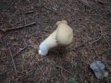 Lycoperdon molle image
