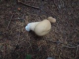 Lycoperdon molle image