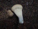 Lycoperdon molle image