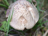 Panaeolus cinctulus image