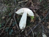 Leccinum insigne image