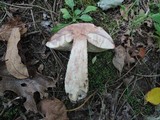 Leccinum insigne image