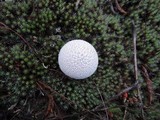 Lycoperdon marginatum image