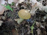 Leccinum pseudoscabrum image