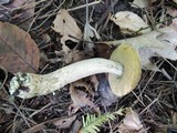 Leccinum pseudoscabrum image
