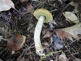 Leccinum pseudoscabrum image