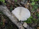 Pleurotus pulmonarius image