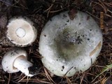 Russula variata image