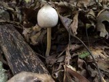 Agaricus placomyces image