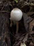 Agaricus placomyces image