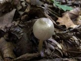 Agaricus placomyces image