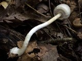 Agaricus placomyces image