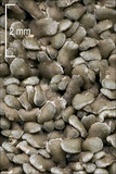 Endocarpon pulvinatum image