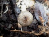 Pluteus hispidulus image