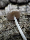 Pluteus hispidulus image