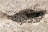 Endocarpon pulvinatum image