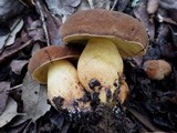 Lanmaoa fragrans image