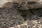 Endocarpon pulvinatum image