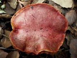 Boletus permagnificus image