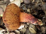Boletus permagnificus image