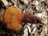Boletus permagnificus image