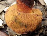 Boletus permagnificus image