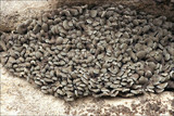 Endocarpon pulvinatum image