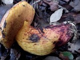 Boletus permagnificus image
