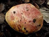 Boletus permagnificus image