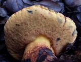 Boletus permagnificus image