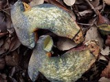 Boletus permagnificus image