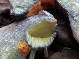 Boletus permagnificus image