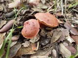 Boletus permagnificus image