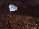 Marasmius meridionalis image