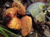 Boletus permagnificus image