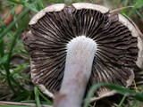 Panaeolus cinctulus image