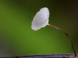 Marasmius meridionalis image