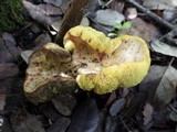 Boletus roseoalbidus image
