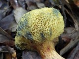 Boletus roseoalbidus image
