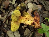 Boletus roseoalbidus image